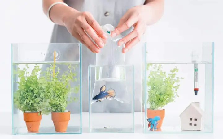Hướng Dẫn Chi Tiết Cách Xử Lý Cá Mới Mua Về Để Tối Ưu Khả Năng Sống Sót Hướng Dẫn Chi Tiết Cách Xử Lý Cá Mới Mua Về Để Tối Ưu Khả Năng Sống Sót