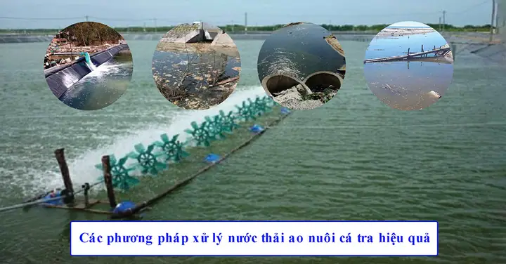 Xử Lý Nước Nuôi Cá: Hướng Dẫn Chi Tiết & Các Phương Pháp Hiệu Quả