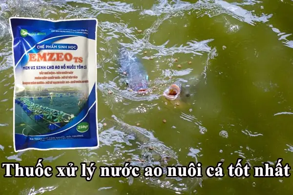 Xử Lý Nước Nuôi Cá: Hướng Dẫn Chi Tiết & Các Phương Pháp Hiệu Quả