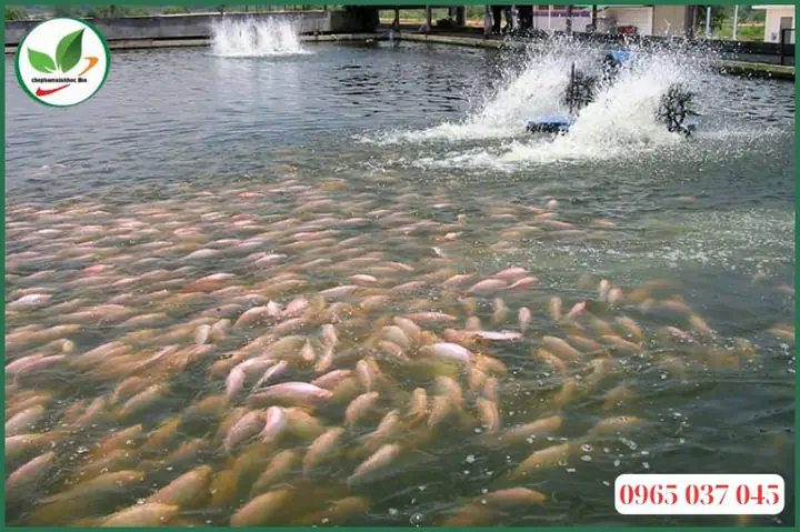Xử Lý Nước Nuôi Cá: Hướng Dẫn Chi Tiết & Các Phương Pháp Hiệu Quả