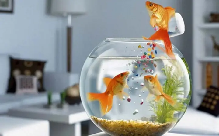 Ý Nghĩa Cá Vàng: Biểu Tượng May Mắn, Thịnh Vượng Và Phong Thủy