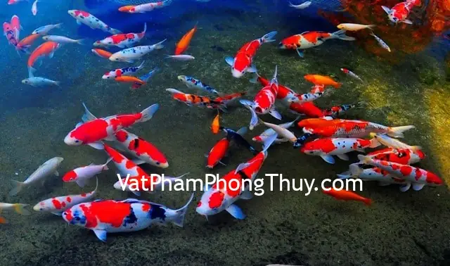 Ý Nghĩa Phong Thủy Và Biểu Tượng Của Các Loài Cá Trong Văn Hóa