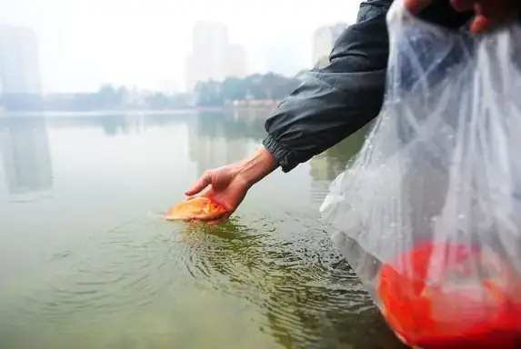 Ý Nghĩa Sâu Sắc Của Phong Tục Thả Cá Chép Ngày Ông Công Ông Táo