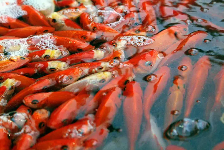 Ý Nghĩa Sâu Sắc Của Phong Tục Thả Cá Chép Ngày Ông Công Ông Táo