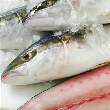 Yellowtail Fish Là Cá Gì? Tìm Hiểu Về Loài Cá "đuôi Vàng" Phổ Biến