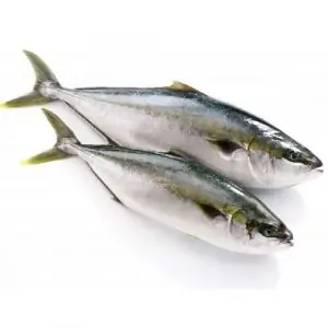 Yellowtail Fish Là Cá Gì? Tìm Hiểu Về Loài Cá "đuôi Vàng" Phổ Biến