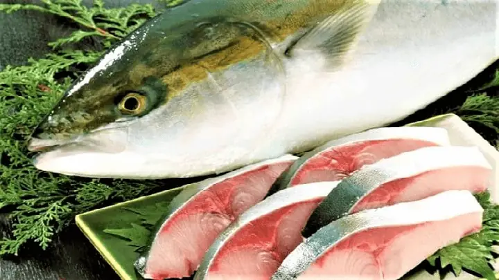 Yellowtail Fish Là Cá Gì? Tìm Hiểu Về Loài Cá "đuôi Vàng" Phổ Biến